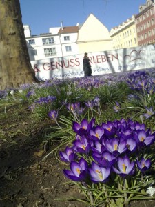 Frühlingsblumen auf der Hauptstraße (März 2011) Im März sah man viele schöne Frühlingsblumen auf der Hauptstraße. Im Hintergrund ist die Baustelle des Neubaus auf der Hauptstraße Ecke Obergraben zu sehen.